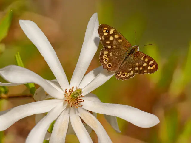 Waldbrettspiel sonnt sich auf Magnolie | Foto: Eigenes Bild TB