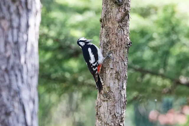 Buntspecht | Foto: WKY