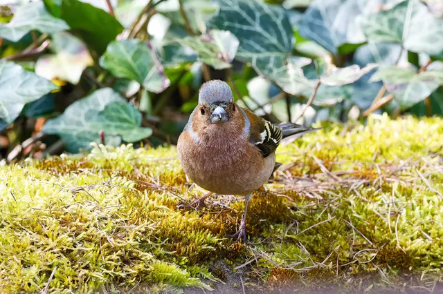 Ein recht entspannter Buchfink | Foto: WKY