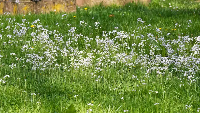 Wiesenschaumkraut - einfach wunderschön | Foto: WKY