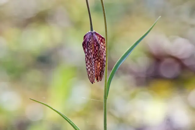 Schachbrettblume | Foto: WKY