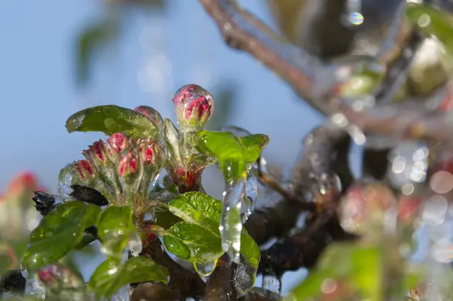 Die Bäume in Bönnigheim wurden über die frostigen Tage beregnet, um die Blüten zu schützen.  | Foto: Eva-Maria Hamberger