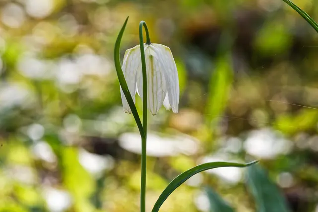 ... in weiß | Foto: WKY