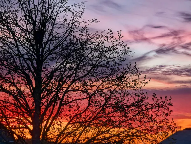 Sonnenuntergang hinterm Baum | Foto: Jörg Haffelder