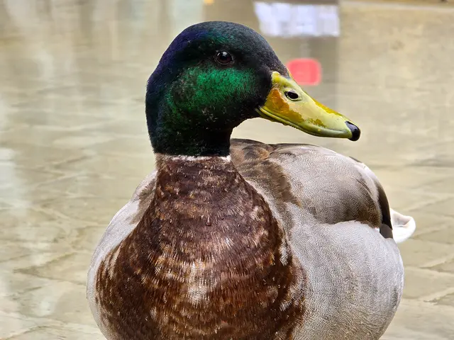 Aufmerksam und hübsch. | Foto: Heidrun Rosenberger