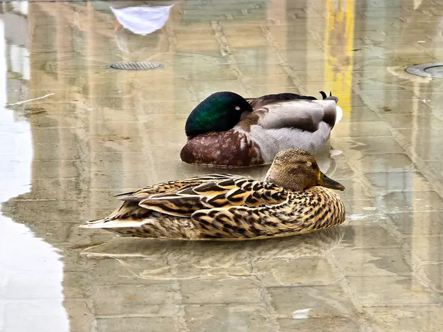 Und ist es noch so laut - die beiden haben einen guten Schlaf. | Foto: Heidrun Rosenberger