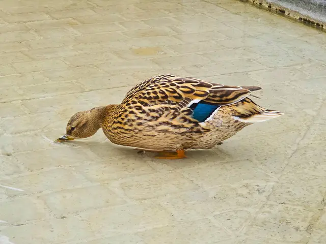 Foto: Heidrun Rosenberger