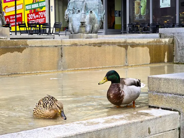 Fühlen sich im Komödiantenbrunnen pudelwohl.   | Foto: Heidrun Rosenberger