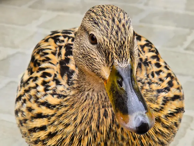 Hübsch und an Menschen gewöhnt. | Foto: Heidrun Rosenberger