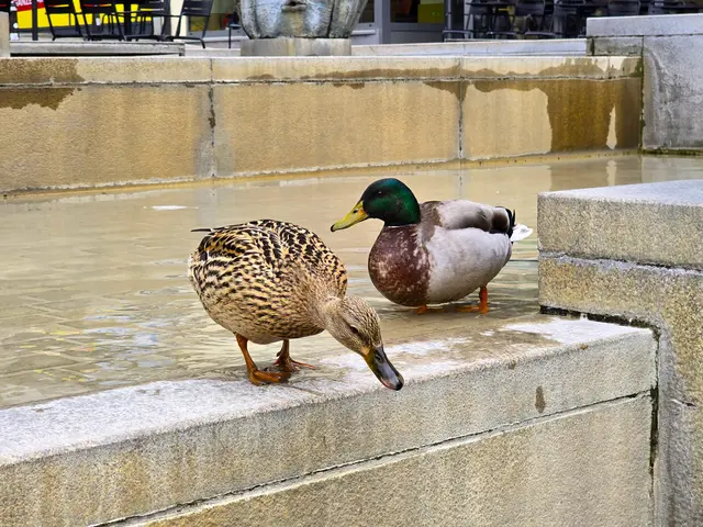 Foto: Heidrun Rosenberger