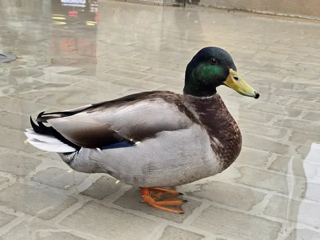 Foto: Heidrun Rosenberger