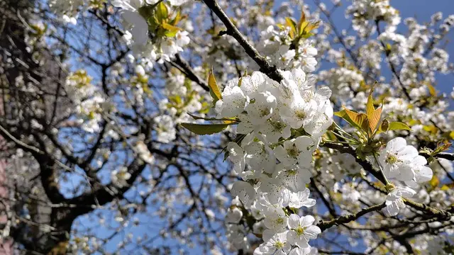 Foto: Kirschblüte, Foto: Sophie Wiggenhauser