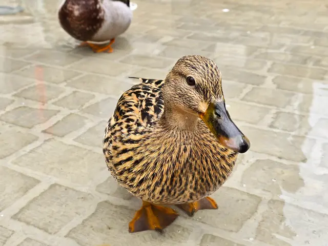 Foto: Heidrun Rosenberger