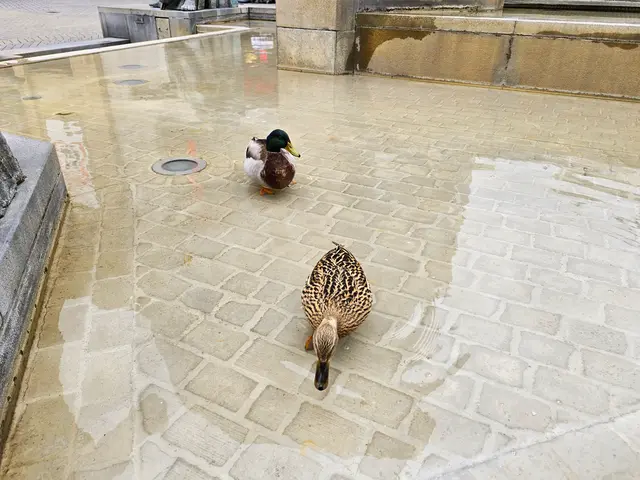 Foto: Heidrun Rosenberger