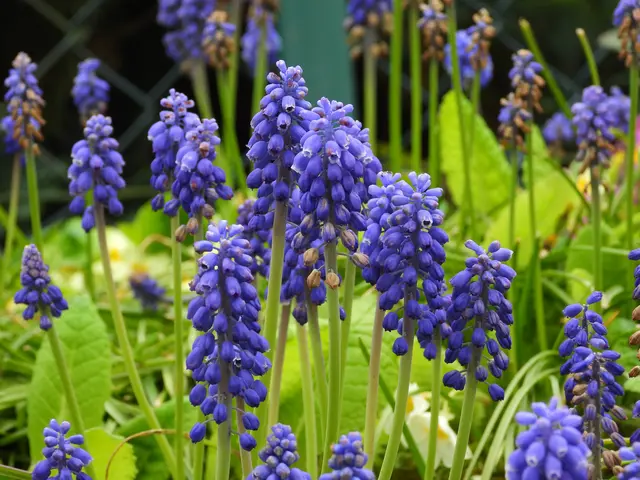 Die Traubenhyazinthen sind schon am verblühen  | Foto: Martina Wolf