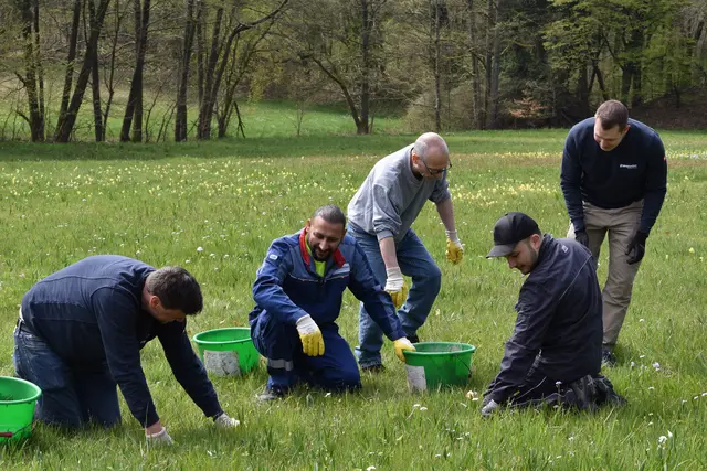 In einem abgesteckten Bereich wurde versucht möglichst viele Herbstzeitlose auszureißen. | Foto: LEV/Kluding