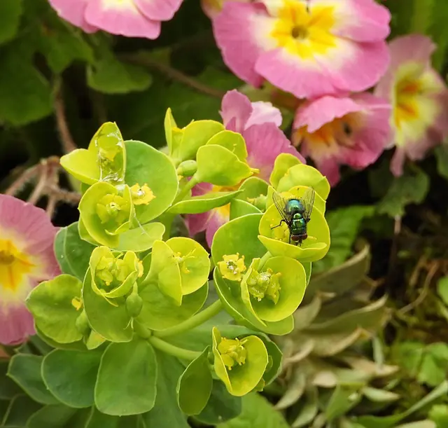 Im Haus ist die Schmeißfliege nicht sehr willkommen, draußen im Garten allerdings beeindruckend schön. | Foto: Martina Wolf