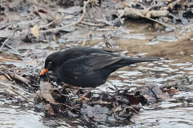 Foto: Amsel, Foto: Guido Löscher
