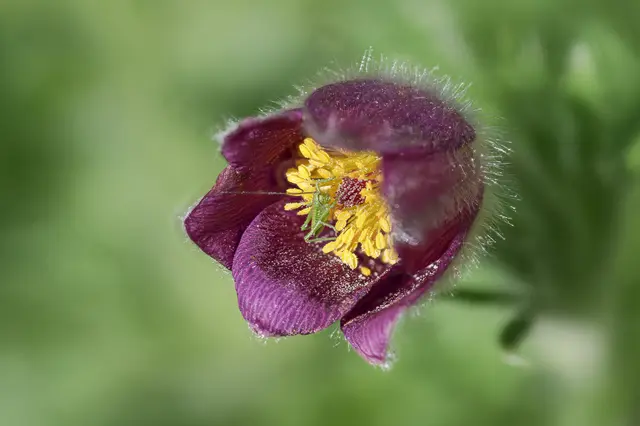 Foto: Copyright Gerd Tiedtke