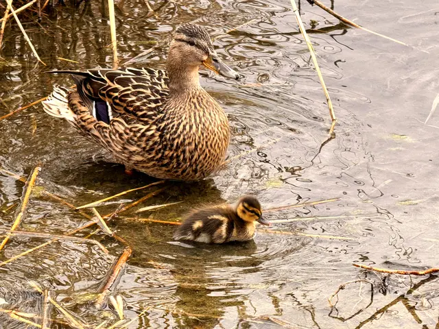 Foto: Heide Böllinger aus Bad Friedrichshall