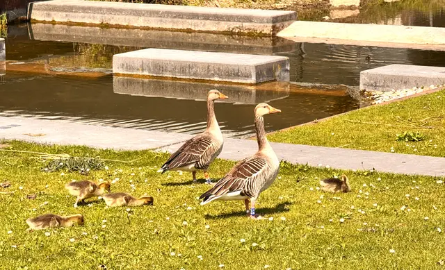 Foto: Heide Böllinger aus Bad Friedrichshall