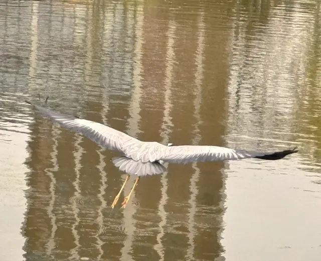 Foto: Heide Böllinger aus Bad Friedrichshall