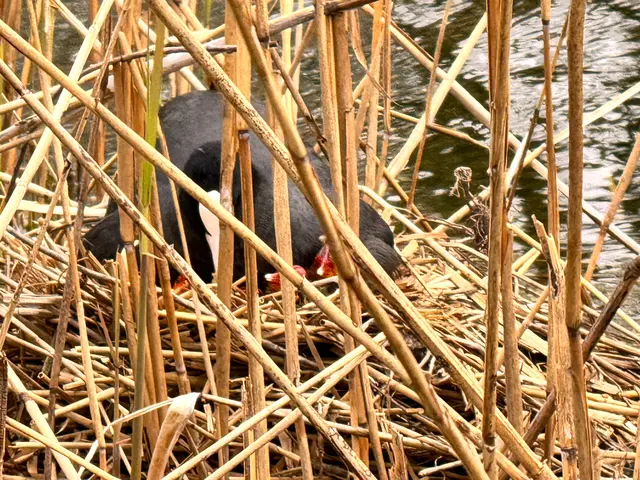 Foto: Heide Böllinger aus Bad Friedrichshall