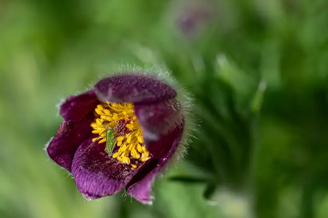 Bild ist Eigentum von Gerd Tiedtke | Foto: Bild ist Eigentum von Gerd Tiedtke