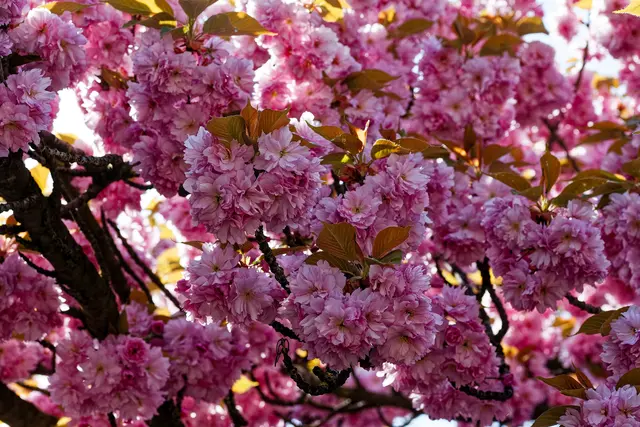 Foto: WKY