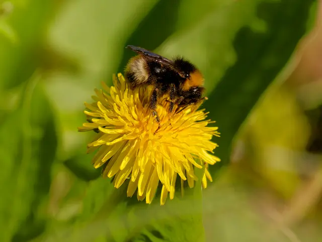 Hummel | Foto: Eigenes Bild TB