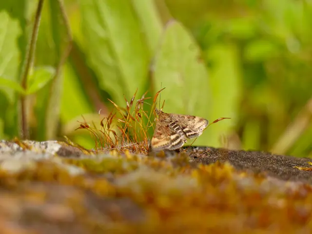 Minifalter, zu hunderten gesehen | Foto: Eigenes Bild TB