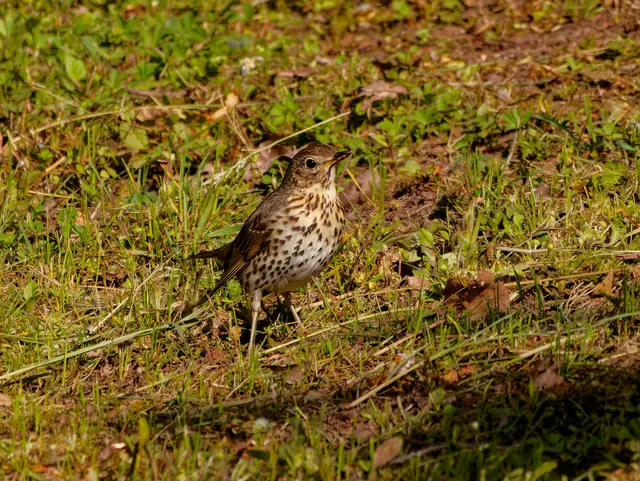 Singdrossel | Foto: Eigenes Bild TB