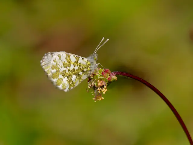 Aurorafalterweibchen
 | Foto: Eigenes Bild TB