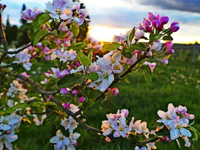Apfelplüte vor Sonnenuntergang | Foto: KHW