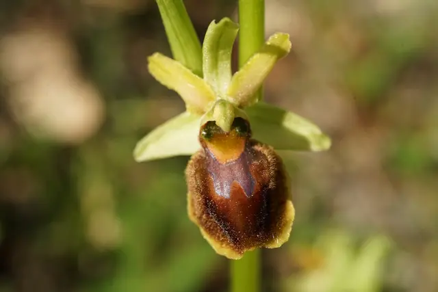 Spinnen-Ragwurz | Foto: Helmut Brehm