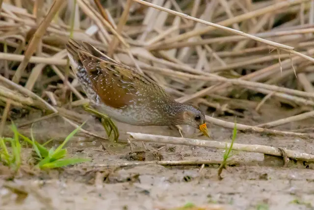 Tüpfelsumpfhuhn | Foto: Helga Rosenberger