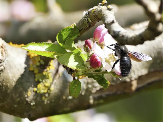 Auch die schwarze Holzbiene freut sich | Foto: KHW