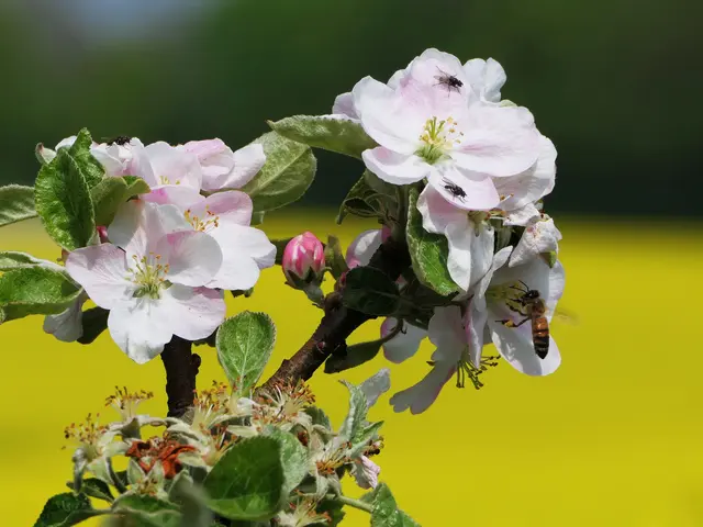 Apfelblüte vor Rapsfeld | Foto: KHW
