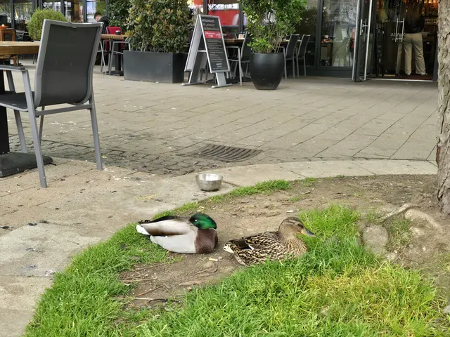 Ente gut und immer noch hungrig.  | Foto: Heidrun Rosenberger
