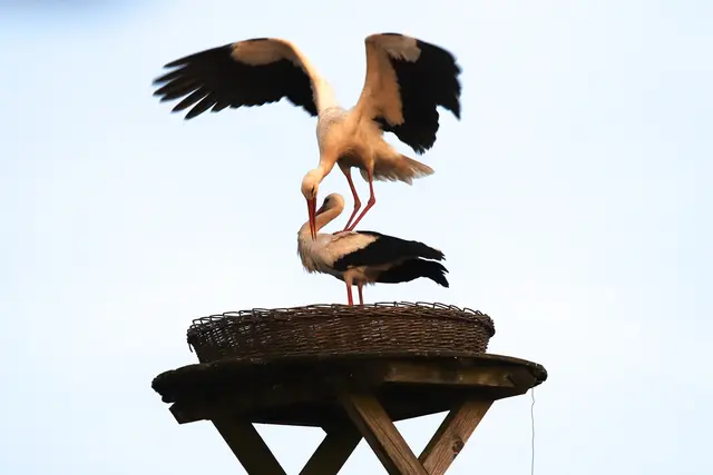 Foto: Detlef Wieland