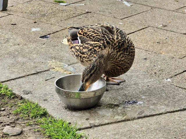 mein Schälchen ist leer.... | Foto: Heidrun Rosenberger