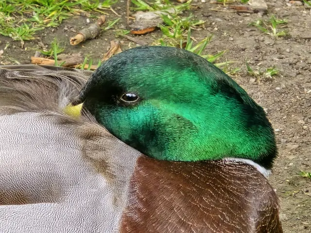sie nervt .... | Foto: Heidrun Rosenberger