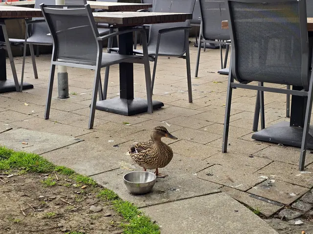 Herr Ober bitte.... | Foto: Heidrun Rosenberger