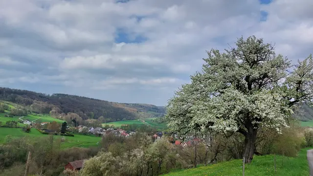 Schöner Blick nach Hohebach und auf blühenden Birnbaum | Foto: Elfriede Baier 