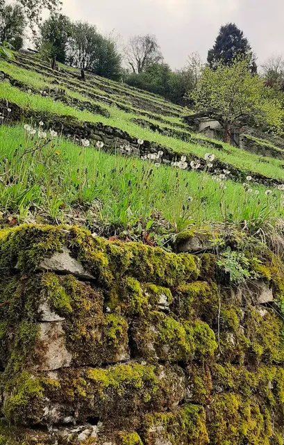 Gepflegte, aufgelassene Weinberge. | Foto: Isolde Reitz