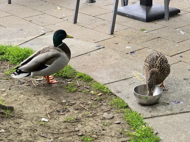 mir egal, ich bin nicht hungrig.... | Foto: Heidrun Rosenberger