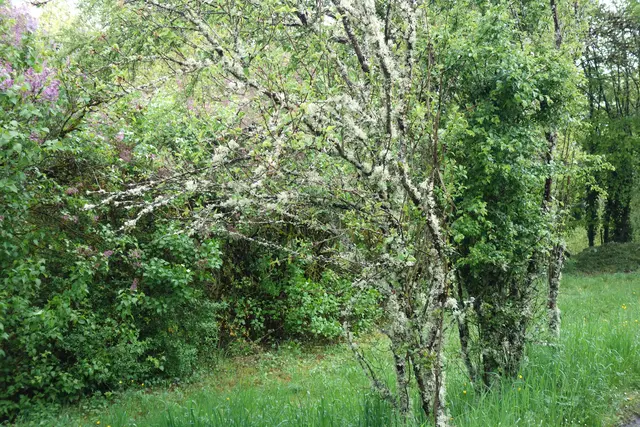 Feenhaft wirkte der Weg mit den Flechtenüberzogenen Bäumen. | Foto: Isolde Reitz