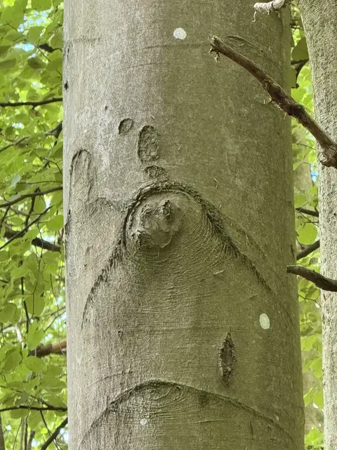 was macht das Walroß hier im Baum? | Foto: Bildrechte bei J Ritschel