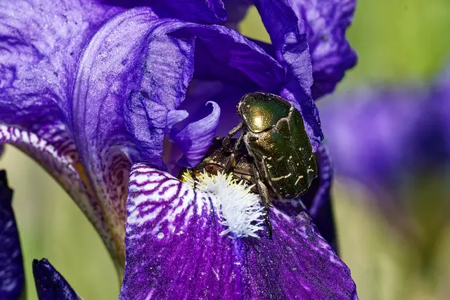 wie kleine Rosenkäferchen gemacht werden 😉 | Foto: WKY