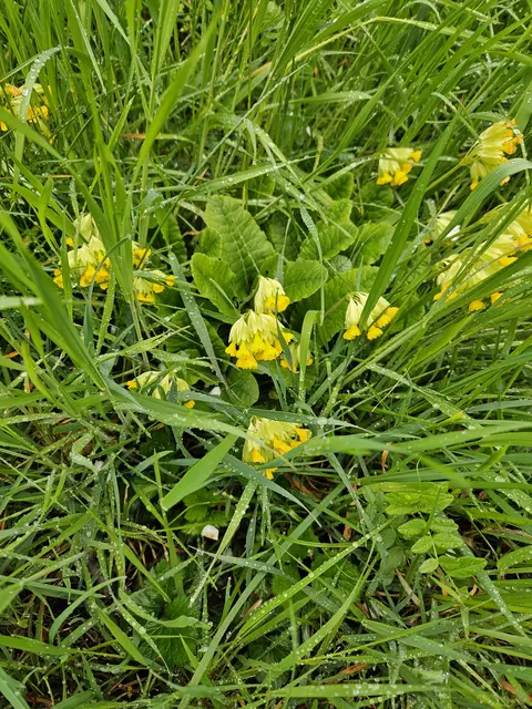 Foto: SAV OG Talheim